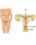 Reponsive image
